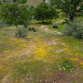 wildflowers along the trail2010d11c054.jpg